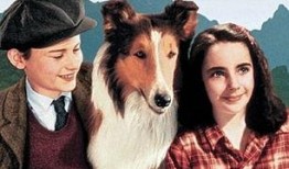 灵犬莱西在线观看,忠诚守护，在线重温经典犬类传奇